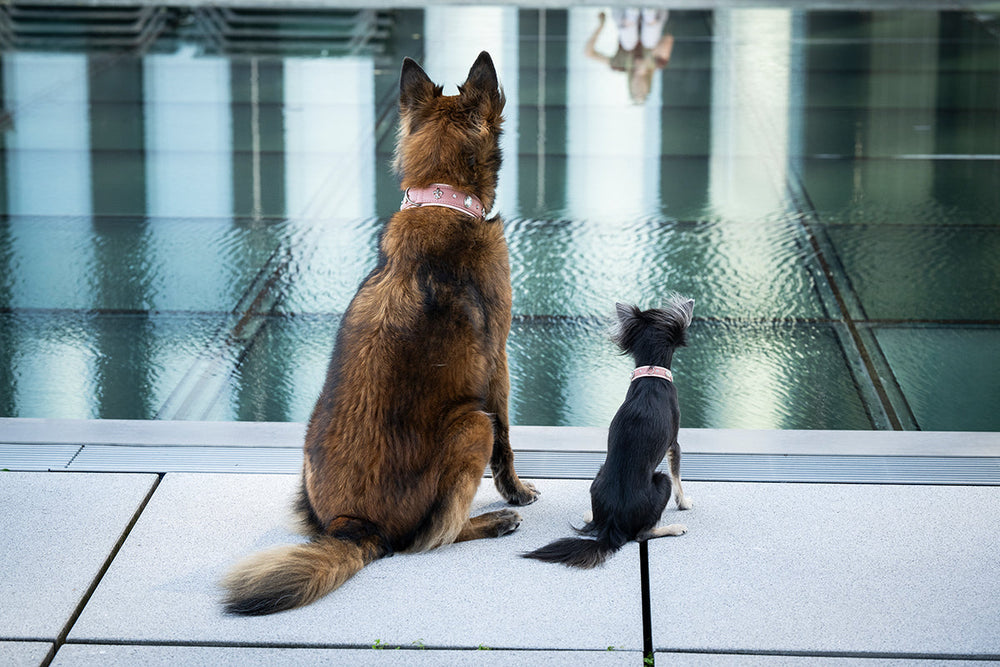 Großer brauner und kleiner schwarzer Hund sitzen am Wasser, schauen auf die Spiegelung der Umgebung.