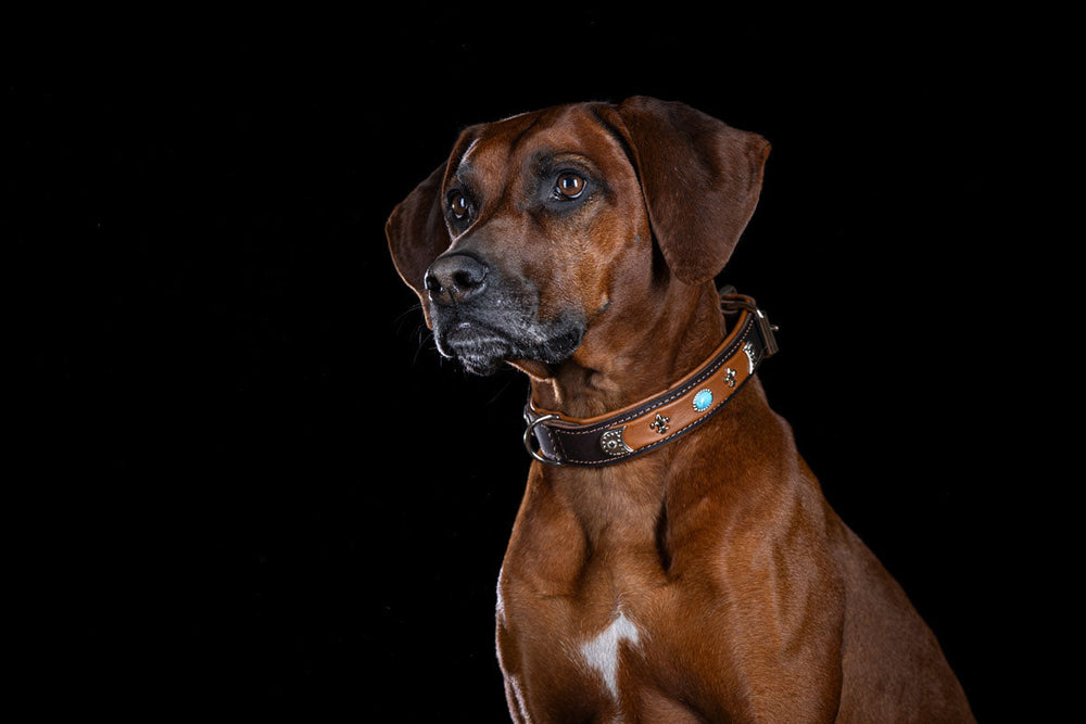 Brauner Hund mit dekorativem Halsband vor schwarzem Hintergrund, der seitlich in die Kamera schaut.