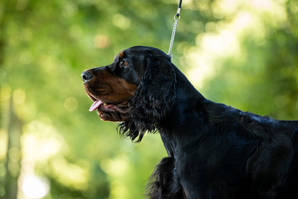 Schwarzer Gordon Setter an einer Showleine mit Ketteneinsatz, im Hintergrund grüne Bäume verschwommen.