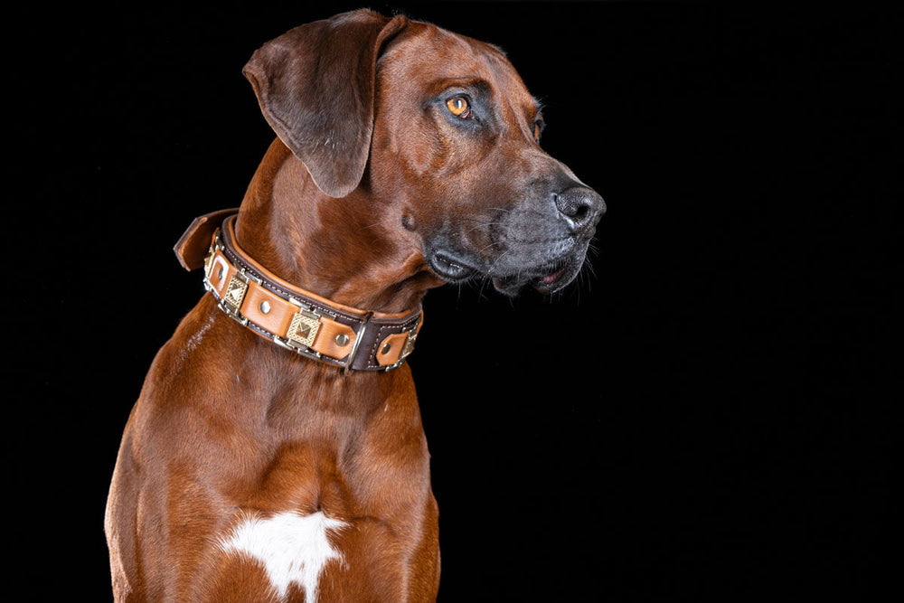 Brauner Hund mit auffälligem Halsband auf schwarzem Hintergrund, aufmerksam seitlich abgebildet.