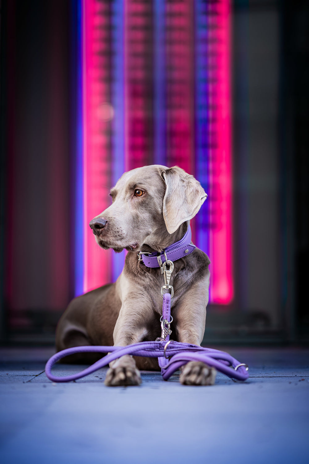 Grauer Hund mit lila Halsband und Leine auf dem Boden, umgeben von pinken und violetten Lichtern.