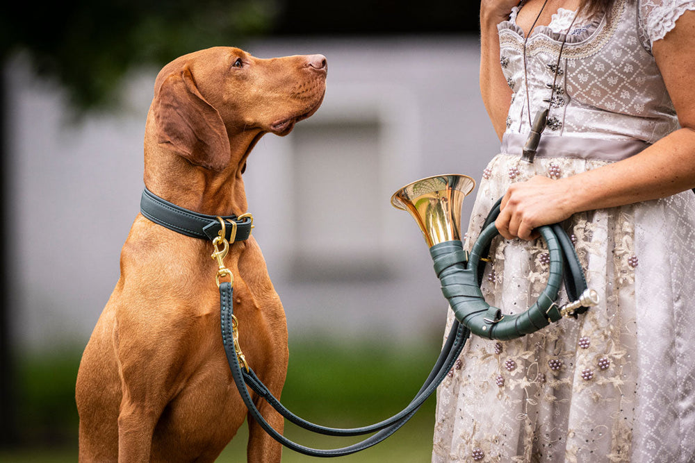 Hund schaut aufmerksam zu einer Person mit eleganter Kleidung und einem geschwungenen Halsband im Hintergrund.