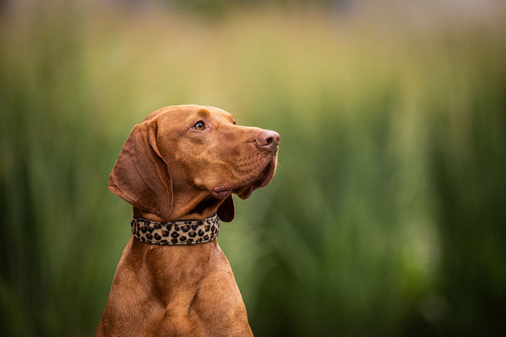 Schokoladenbrauner Hund mit geflecktem Halsband, schaut aufmerksam zur Seite, umgeben von grünen Pflanzen.