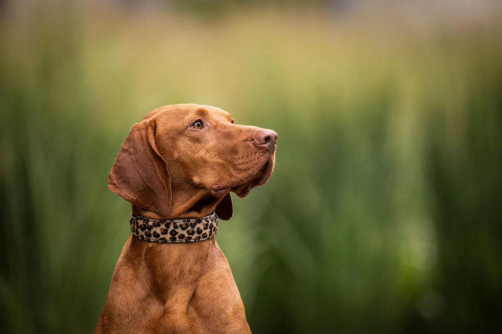 Ein brauner Hund mit Leoparden-Halsband blickt aufmerksam in die Höhe, umgeben von unscharfem grünen Gras.