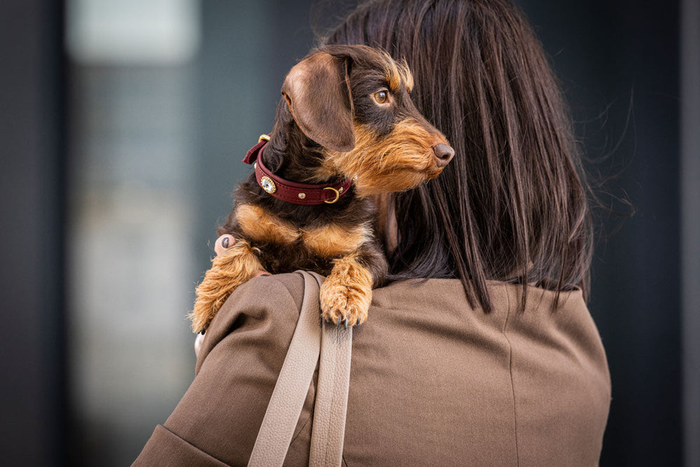 Frau mit langen, dunklen Haaren trägt einen kleinen, gestromten Hund mit rotem Halsband auf der Schulter.