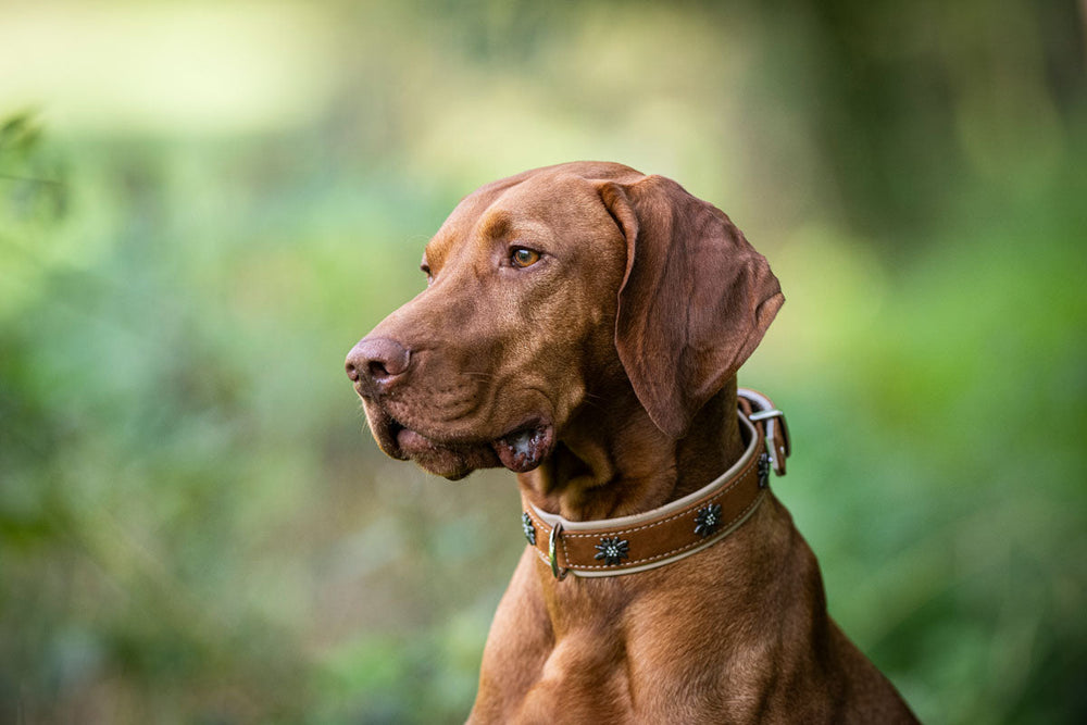 Brauner Hund mit elegantem Halsband Alpenblume, sitzt aufmerksam seitlich vor unscharfem Pflanzenhintergrund.