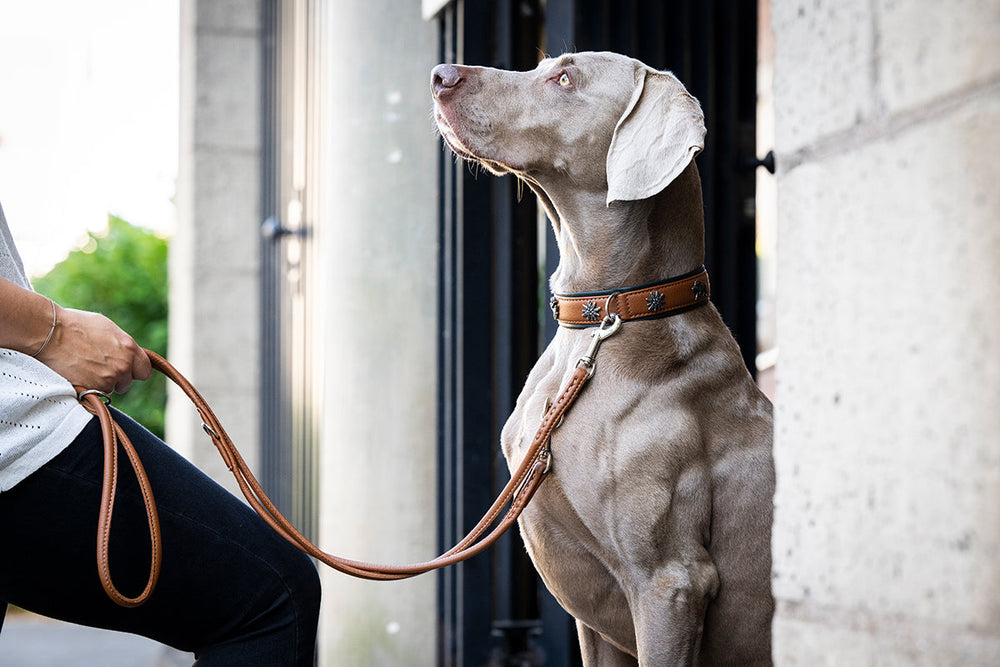 Weimaraner mit auffälligem Halsband an der Leine, gehalten von einer Person im Vordergrund.