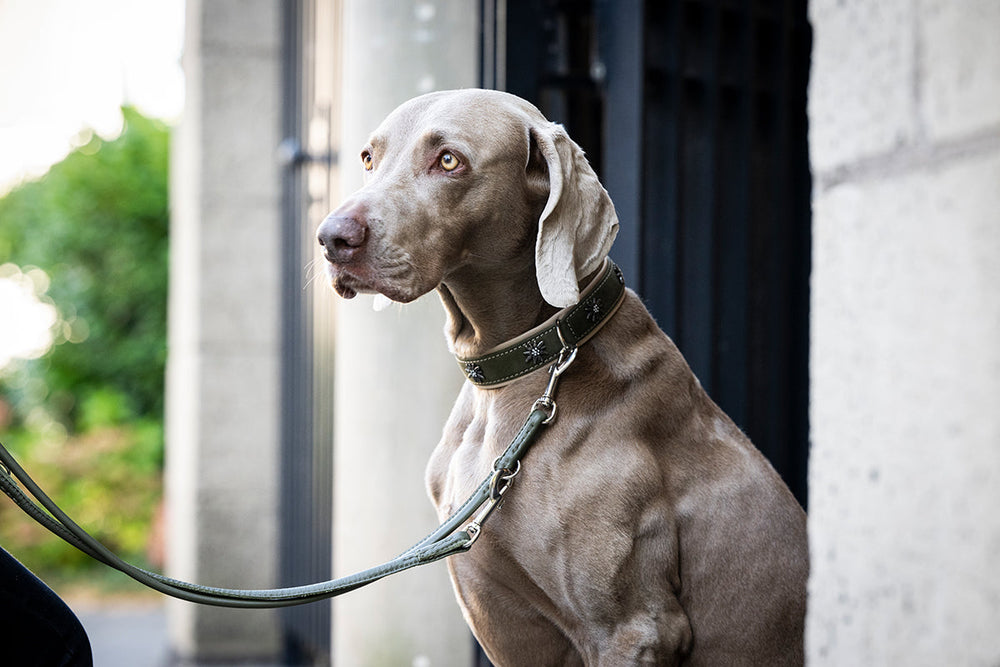 Hellgrauer Hund mit Halsband sitzt ruhig vor einer Mauer, Lederleine Rundgenäht 2m in Silber sichtbar.