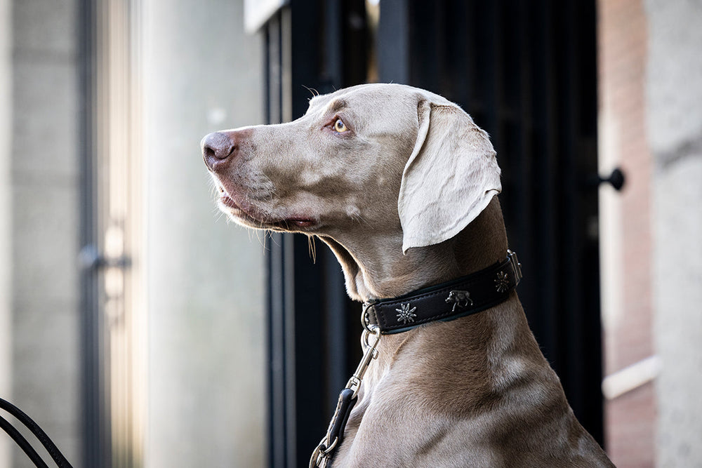 Weimaraner-Hund sitzt seitlich mit grauem Fell und verziertem schwarzen Halsband vor einer urbanen Kulisse.