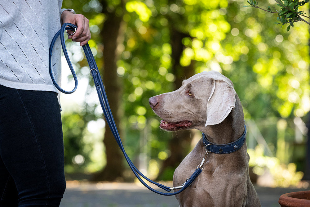 Mensch führt silbernen Labrador an einer 2m langen, rundgenähten Lederleine in grüner Parklandschaft.