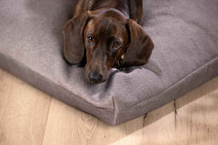 Brauner Hund auf grauem Kissen, entspannte Atmosphäre auf Holzfußboden. Ideal für Hundebesitzer.