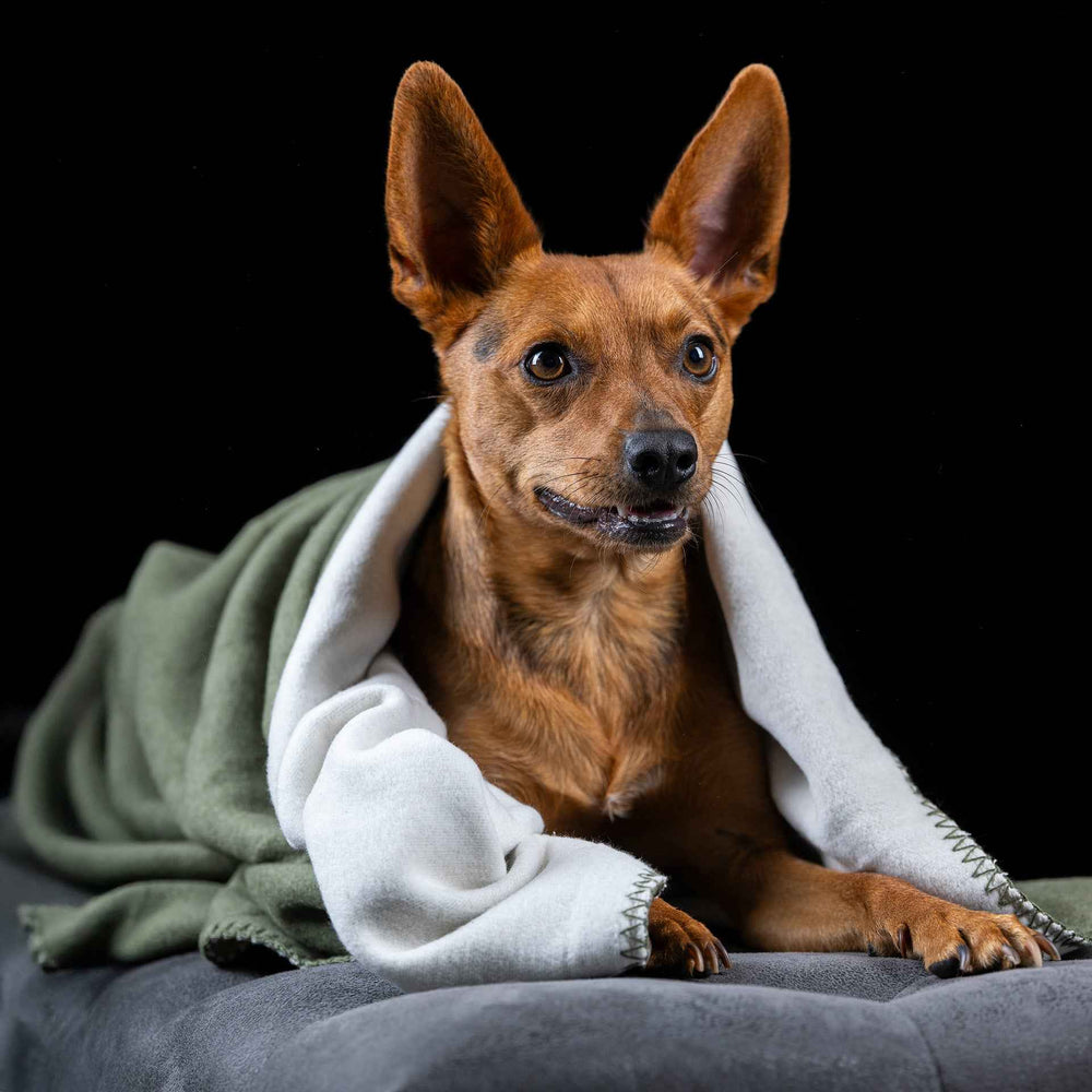 ALT-Text: Hund in einer stilvollen Wendedecke REVERSO in grün und grau auf grauem Untergrund, harmonisch und gemütlich.