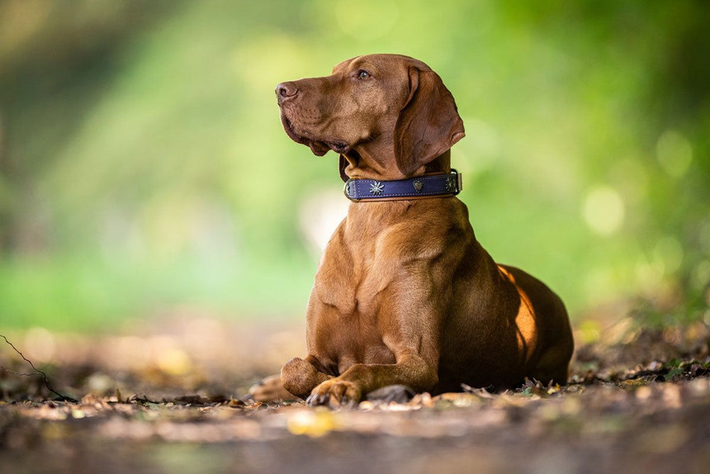 Brauner Hund mit Halsband sitzt auf einem Weg umgeben von grüner Natur und unscharfen Bäumen bei sonnigem Wetter.