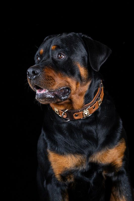 Rottweiler mit glänzendem Fell und braunem Halsband vor schwarzem Hintergrund.