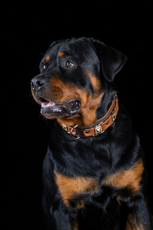 Rottweiler mit glänzendem Fell und braunem Halsband vor schwarzem Hintergrund.