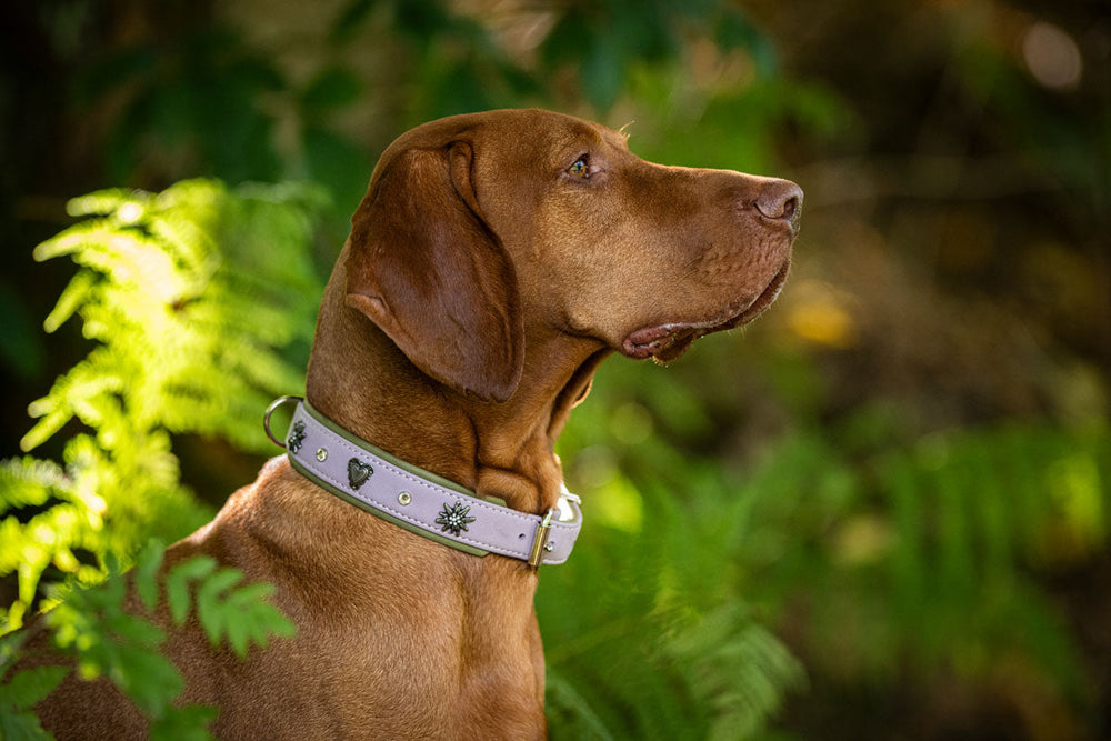 "Hund mit braunem Fell trägt helles Halsband in natürlicher Umgebung mit grünen Pflanzen."