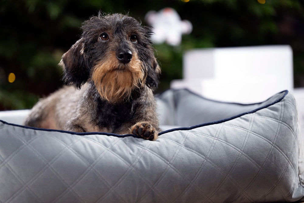Kleiner grauschwarzer Hund mit rötlicher Schnauze entspannt auf einem gemütlichen klassischen Hundebett in Oxford Grey.
