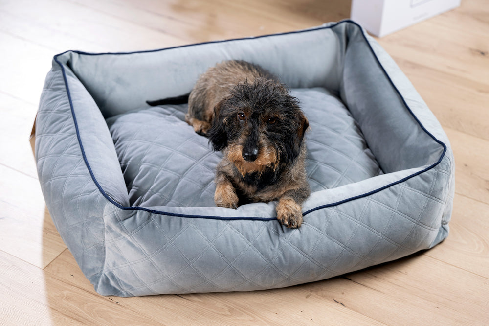 Kleiner Hund entspannt auf grauem CLASSIC Hundebett mit hohen Seiten und gepolsterter Liegefläche auf hellem Holzfußboden.