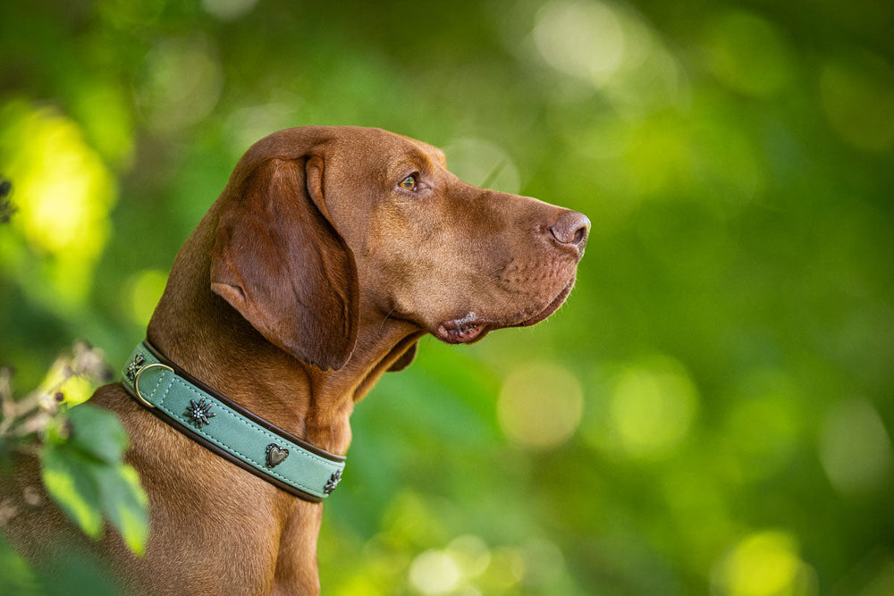 Brauner Hund mit hellgrünem, symbolverziertem Halsband, aufmerksam in die Ferne schauend, unscharfer Hintergrund.