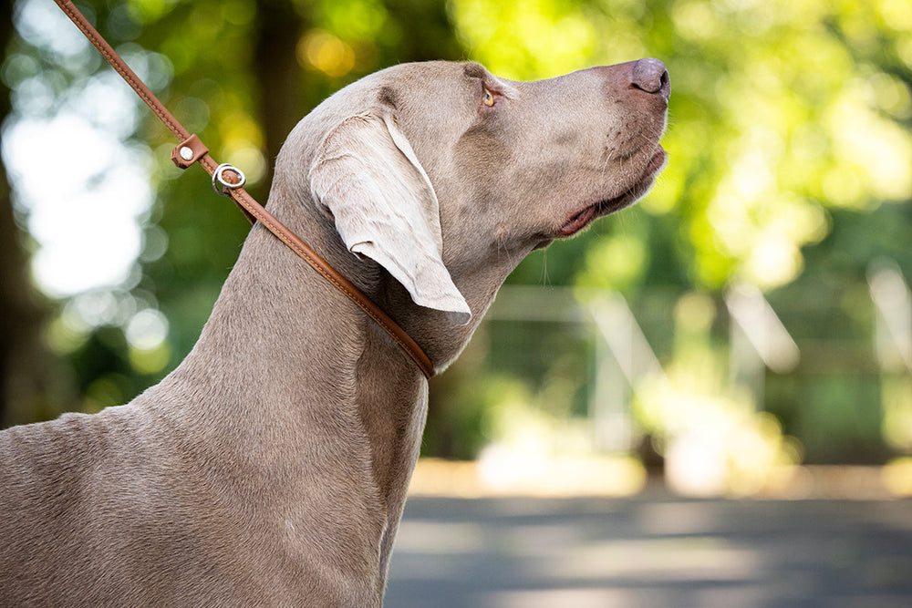 Weimaraner im Profil mit braunem Halsband, im Hintergrund unscharfe grüne Bäume. Verstellbare Showleine für große Hunde.