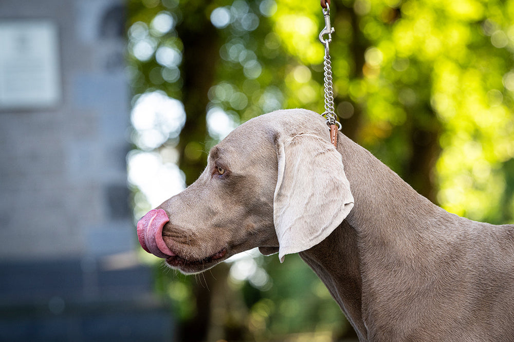 Weimaraner-Hund mit grauem Fell trägt ein Showhalsband und leckt sich die Schnauze, unscharfer Hintergrund.