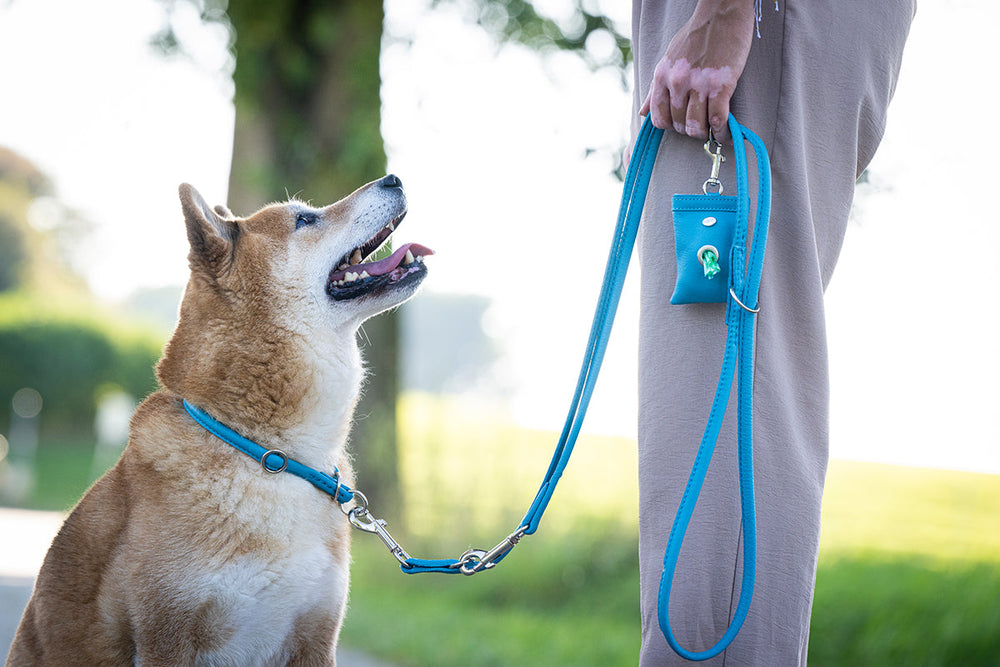 Hund an blauer Leine mit Tasche für Kotbeutel, freundlicher brauner Hund schaut nach oben.