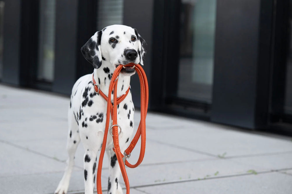 Leather leash round stitched 2m silver