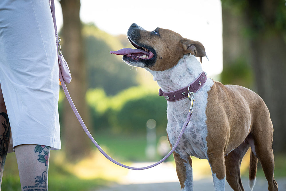 Person führt einen braun-weißen Hund an einer silbernen Leine im Freien, umgeben von Bäumen.