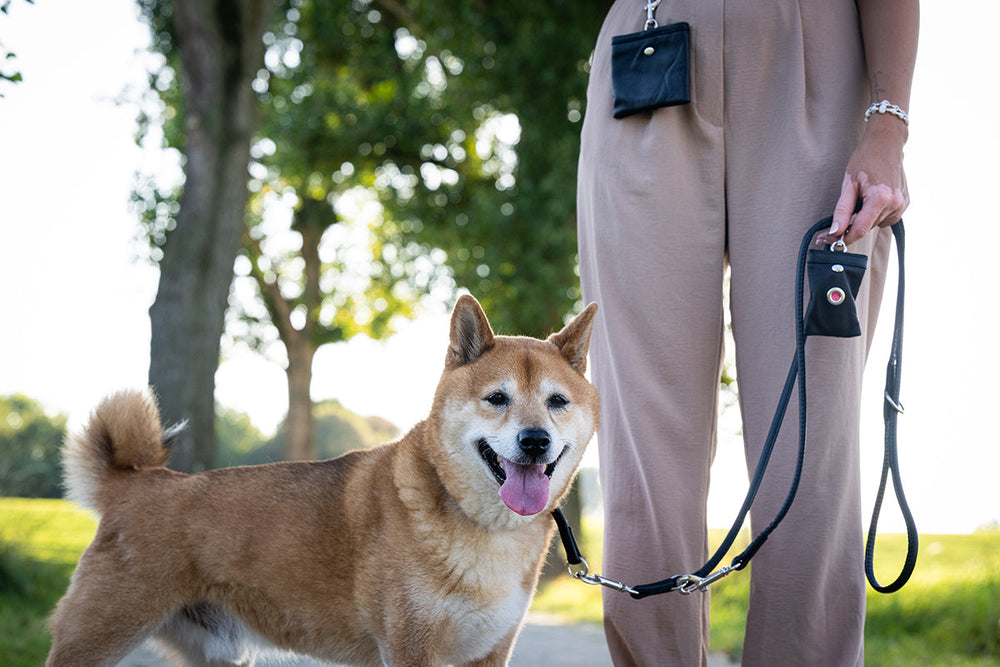 Frau mit Shiba Inu an der Leine, der freundlich aussieht, während sie einen Leckerli-Beutel in der Tasche trägt.