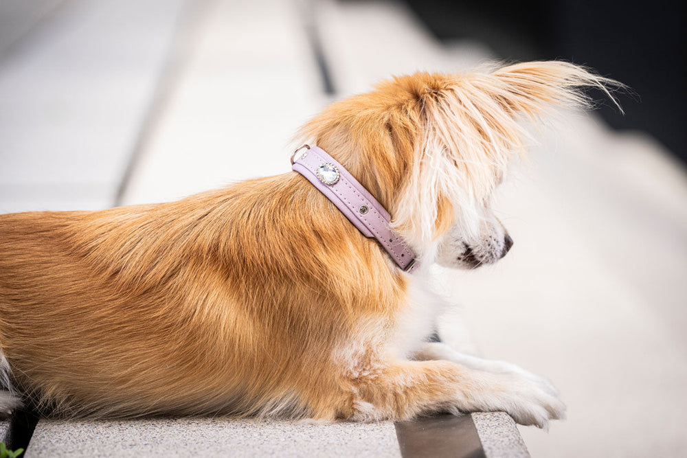 Kleiner Hund mit langem, braun-orangefarbenem Fell trägt ein helles Halsband und liegt entspannt auf grauem Untergrund.
