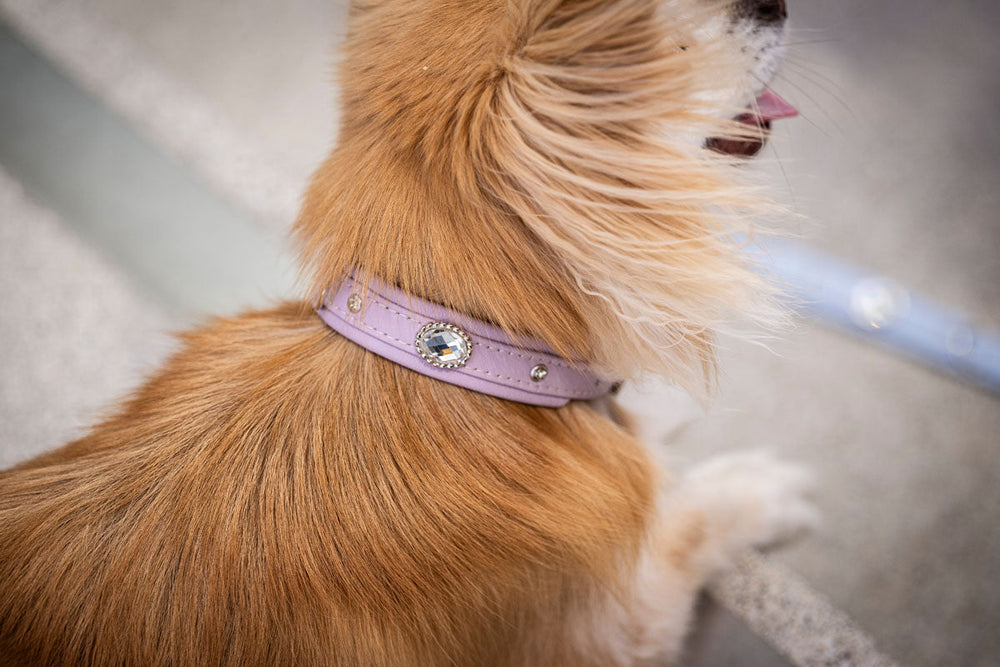 Hund mit flauschigem hellbraunem Fell trägt elegantes, helllila Halsband mit kleinen Steinen.