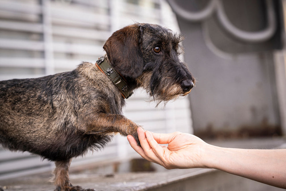 Kleiner Hund mit strubbeligem Fell trägt Halsband und interagiert liebevoll mit einer Person.