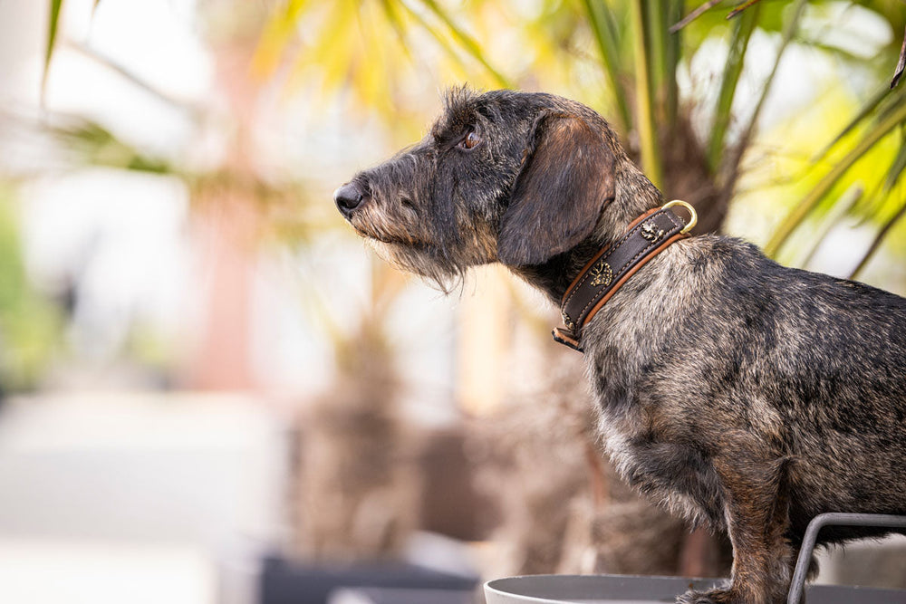 Kleiner, kurzhaariger Hund mit struppigem, dunklem Fell und braunem Halsband sitzt auf erhöhter Fläche, umgeben von Pflanzen.