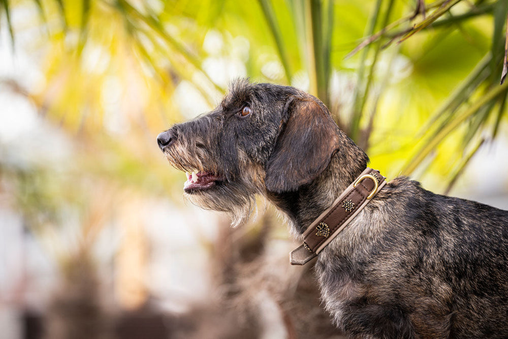 Braun gestromter Hund trägt Halsband in sommerlicher Umgebung mit grünen Pflanzen.
