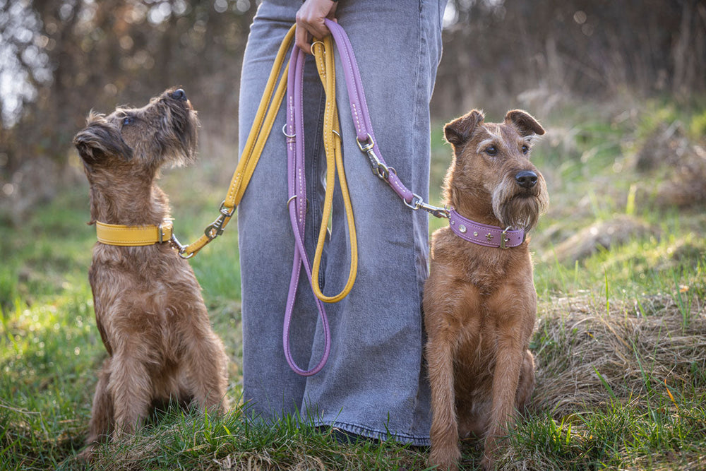 Zwei mittelgroße Hunde mit bunten Halsbändern stehen an runden Lederleinen in Silber, gehalten von einer Person in Jeans.