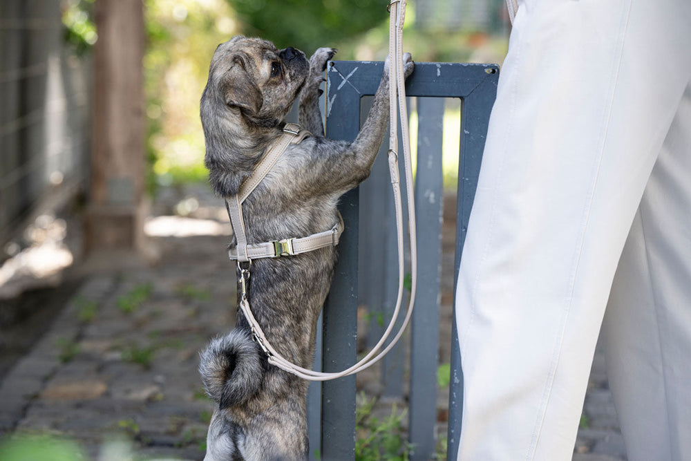 Kleiner gestromter Hund an einer 2m langen silbernen Lederleine, aufmerksam zu einer Person blickend.