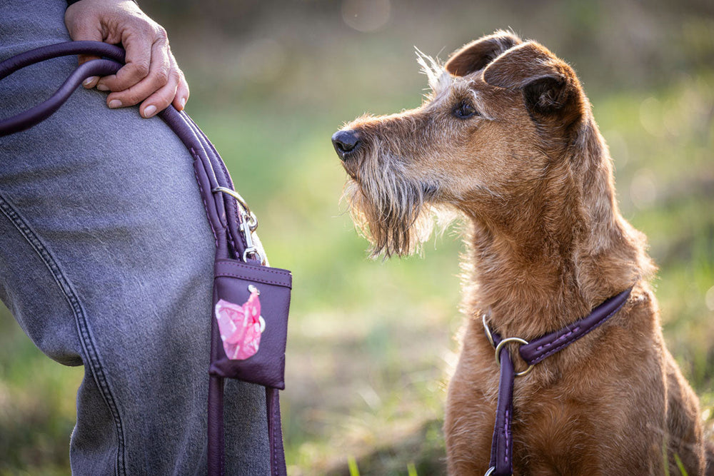 Person mit grauer Hose hält eine 2m lange silberne Lederleine, während sie ihren braunen Bart-Hund betrachtet.