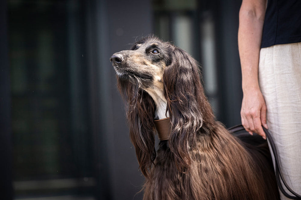 Afghanischer Windhund mit seidigem Fell, elegant geführt von einer Person, trägt klassisches Halsband.