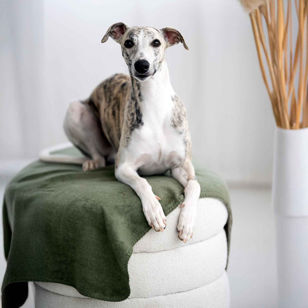 „Gestromter Hund auf weicher, grüner Wendedecke REVERSO in harmonischen Farben, ideal für stilvolle Wohnräume.“