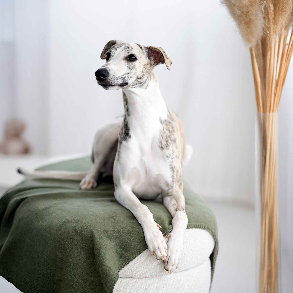 "Stylische Wendedecke REVERSO auf hellen Möbeln mit einem gestromten Hund und dekorativen Elementen im Hintergrund."