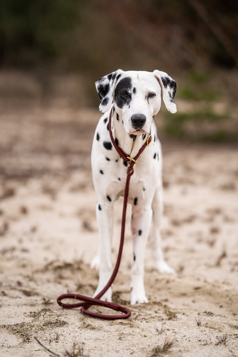 Dalmatinerhund auf sandigem Boden mit roter Leine im natürlichen Hintergrund.