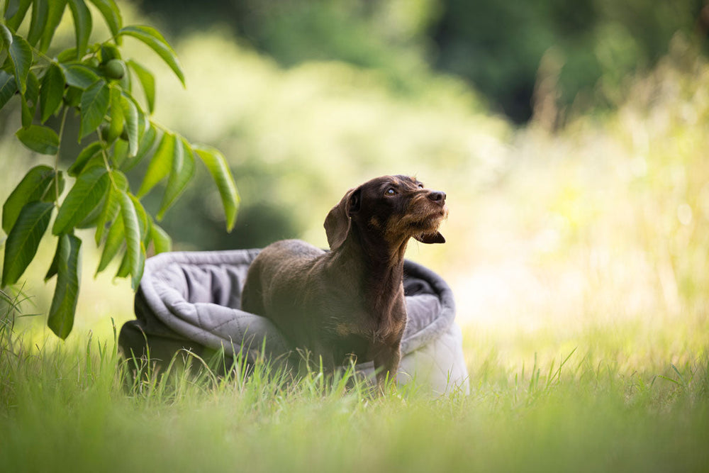 Kleiner brauner Hund sitzt auf grauer Decke im Gras und schaut aufmerksam in die Ferne, umgeben von Bäumen.