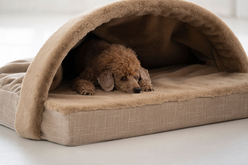 Pudel entspannt in beigem Hundebett mit kuppelförmiger Überdachung in einer gemütlichen Relax Höhle.