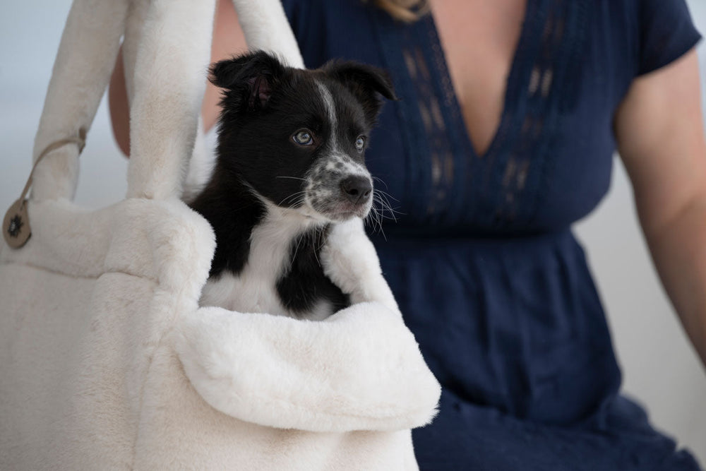 Schwarz-weißer Welpe sitzt in beiger, plüschiger Hundetragetasche, gehalten von einer Person im unscharfen Hintergrund.