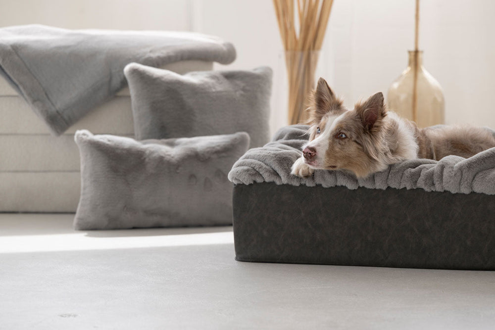 Hund liegt entspannt auf einem hundefreundlichen Bett mit grauer Decke und Kissen im Hintergrund.