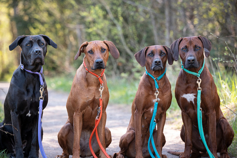 Vier Hunde in verschiedenen Farben tragen bunte Halsbänder und Leinen. Ideal für stilvolle Hundebesitzer.