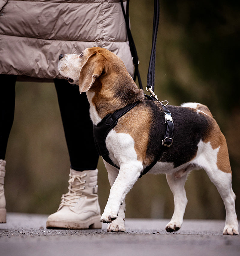 Beagle mit silbernem Ledergeschirr neben Person in Jacke und Stiefeln im Freien.