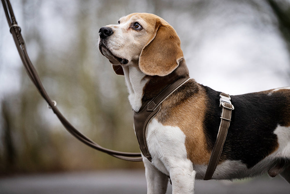 Beagle mit braunem Ledergeschirr in einem Park, aufmerksam blickend nach oben.