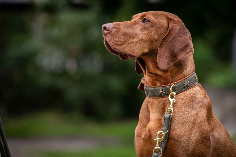 Brauner Hund mit kurzem Fell trägt ein Halsband mit goldenem Verschluss im grünen Außenbereich.