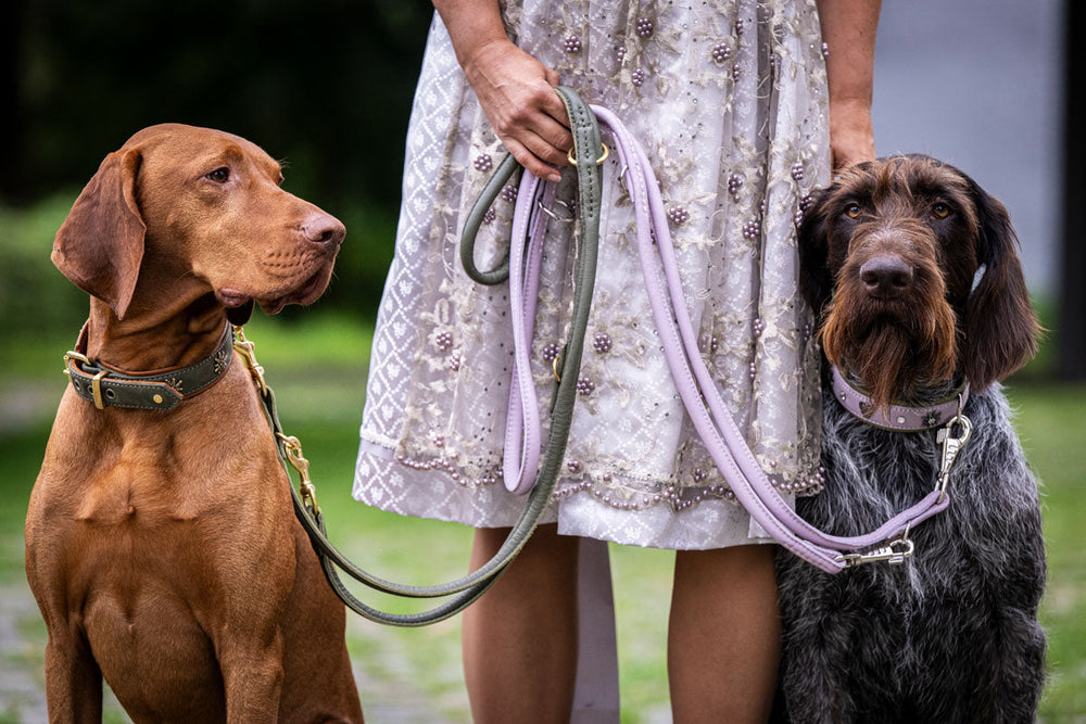 Person im eleganten Kleid mit zwei Hunden an Leinen, einer kurz- und der andere langhaarig, auf einem schönen Spaziergang.
